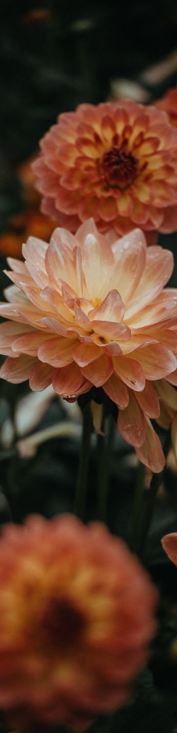 a bunch of flowers