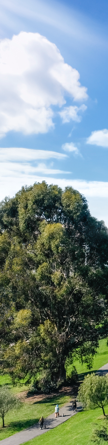 A panoramic view of a lush green park with a large tree dominating the landscape under a bright blue sky, with a few people walking on a path.
